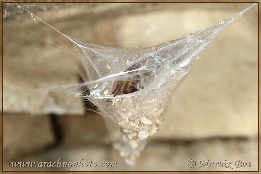 Female in silken retreat