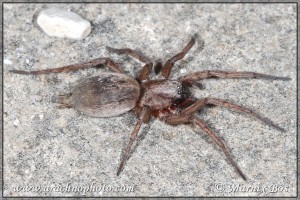 Drassodes lapidosus