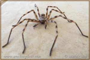Eusparassus walckenaeri, male