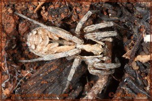 Lycosa praegrandis
