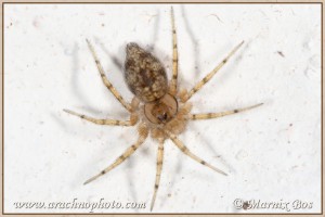 Oecobius cellariorum