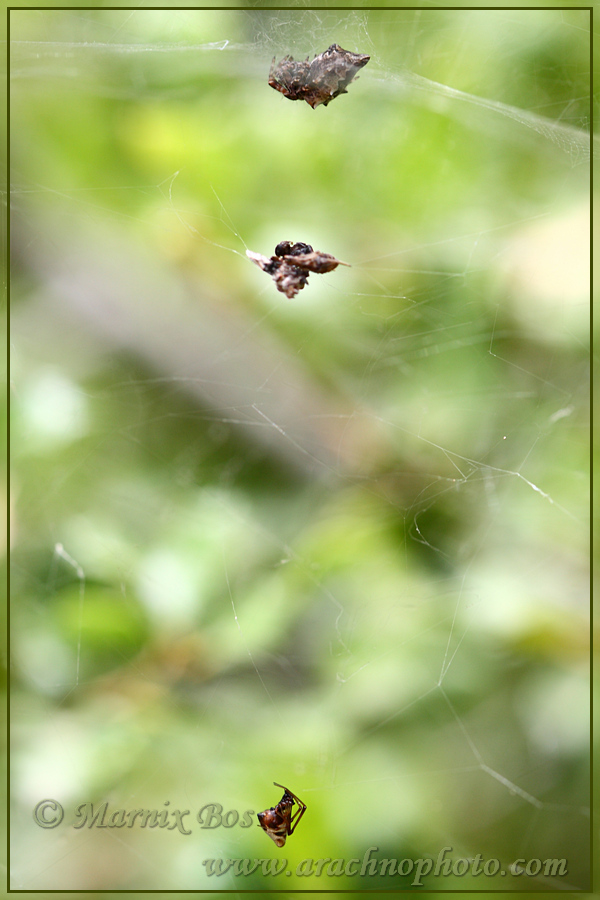 In web (onder) Cyrtophora (boven)