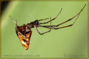 Argyrodes argyrodes