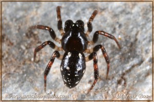 Euryopis mutoloi, male