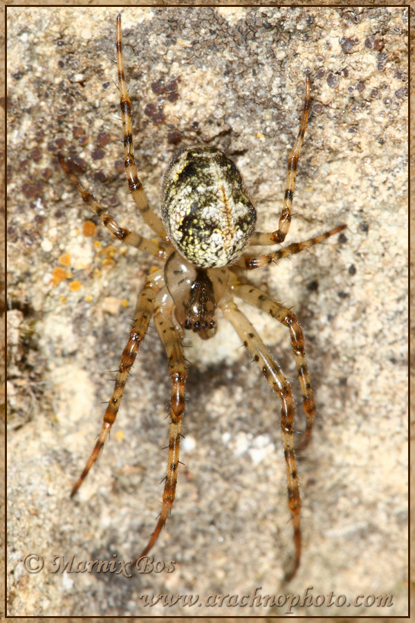 Subadult mannetje