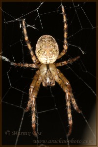 Metellina merianae, holenwielwebspin, bronwielwebspin