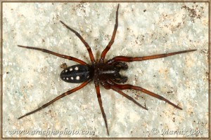 Nurscia albomaculata, male