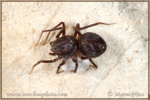 Scytodes velutina