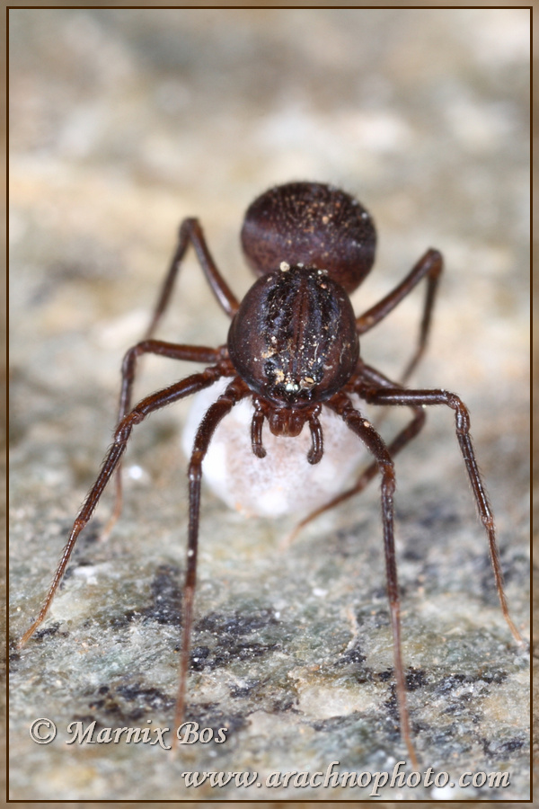 Female with egg sac