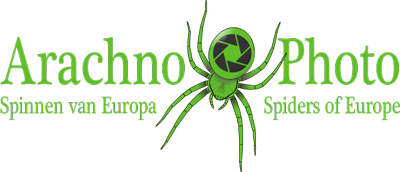 Logo of www.arachnophoto.com