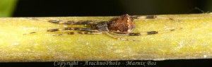 Episinus angulatus slider