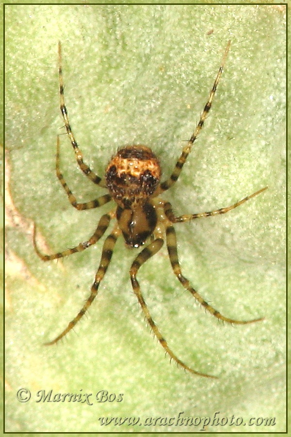 Female