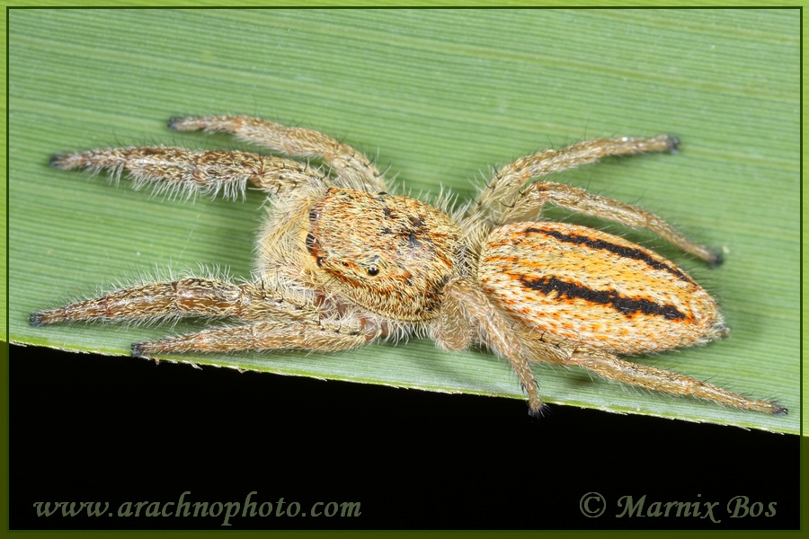 Female