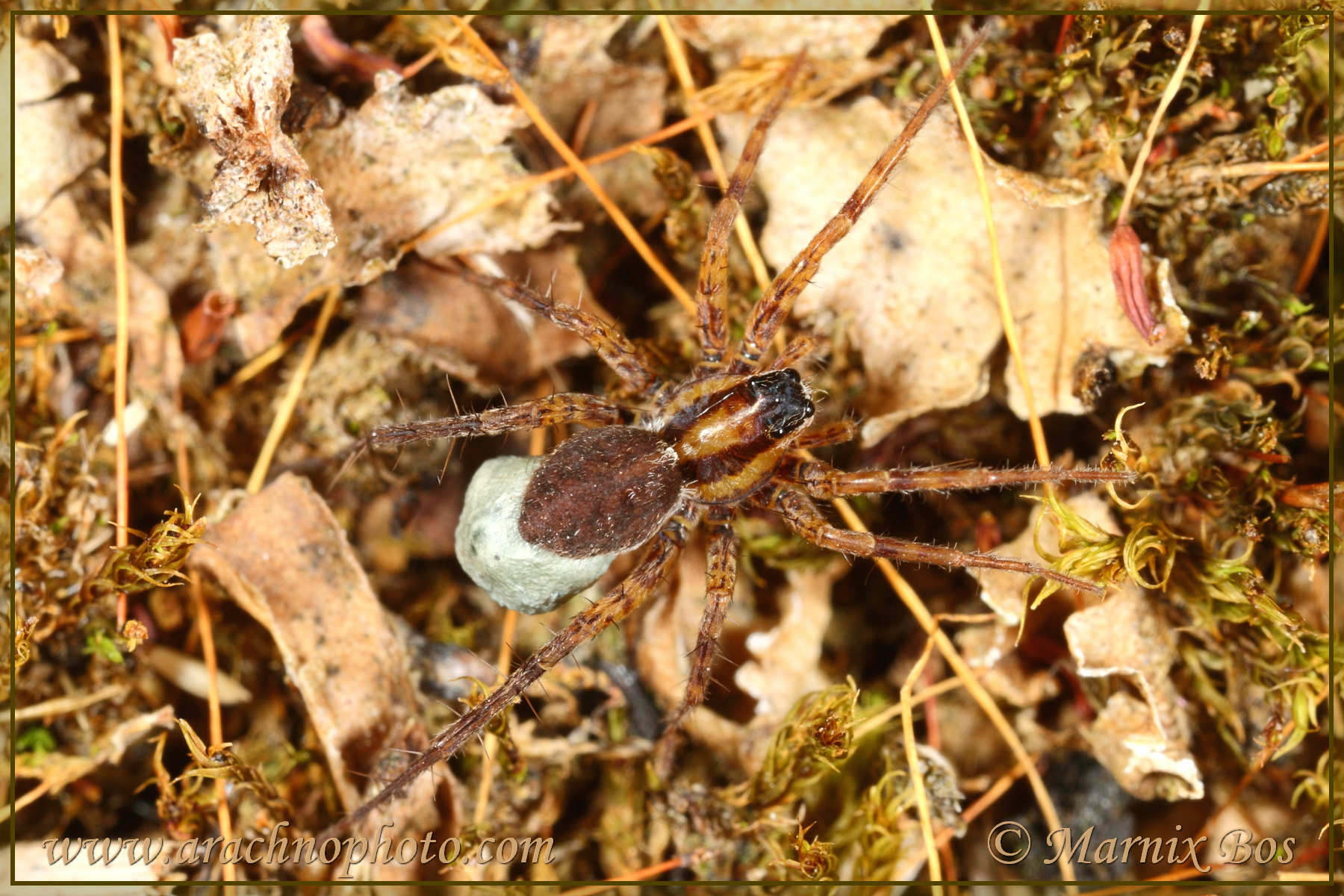 Female with egg sac