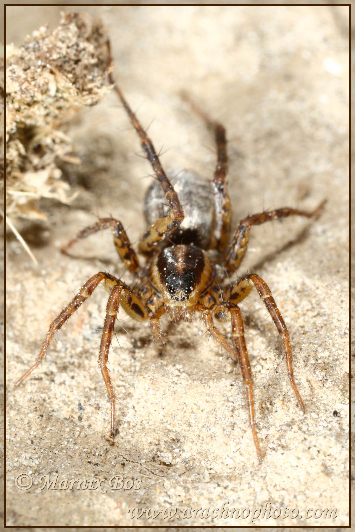 Female with remnants of moulting