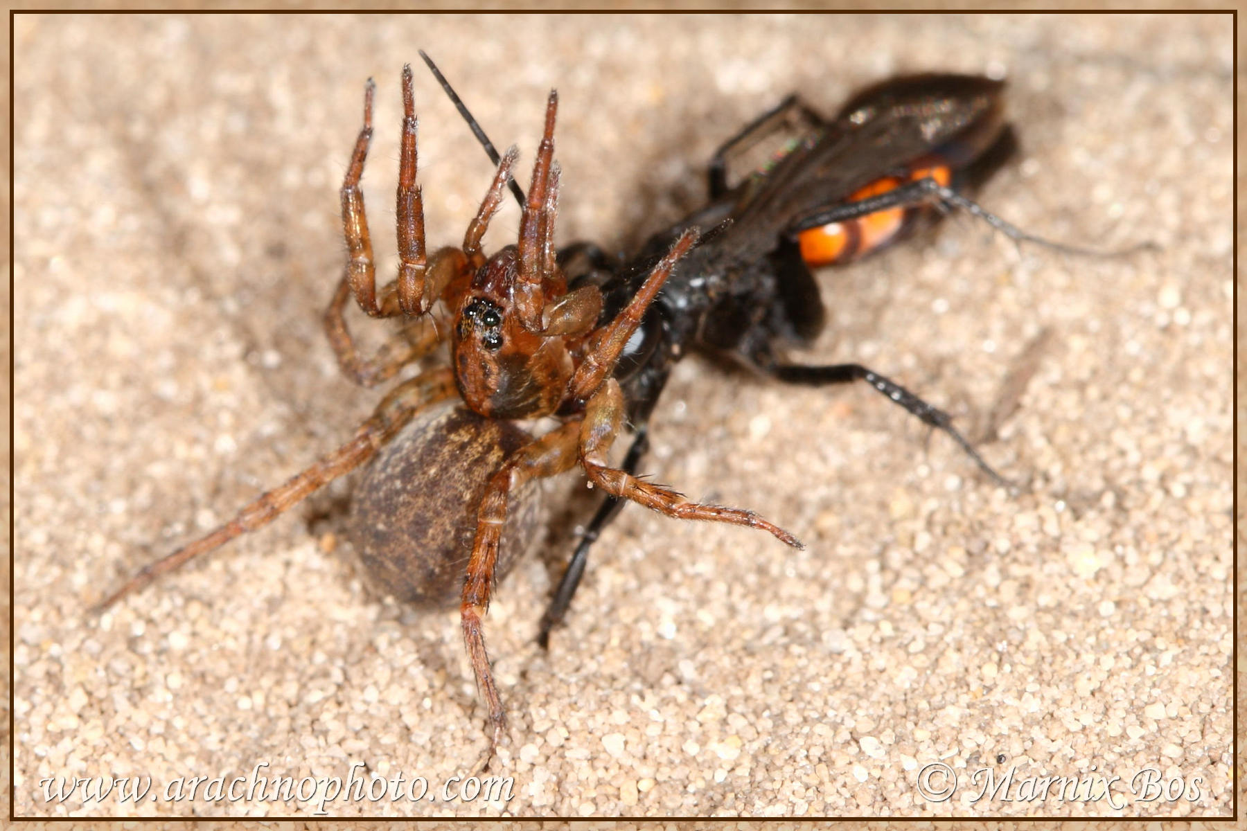 Female, paralysed by wasp