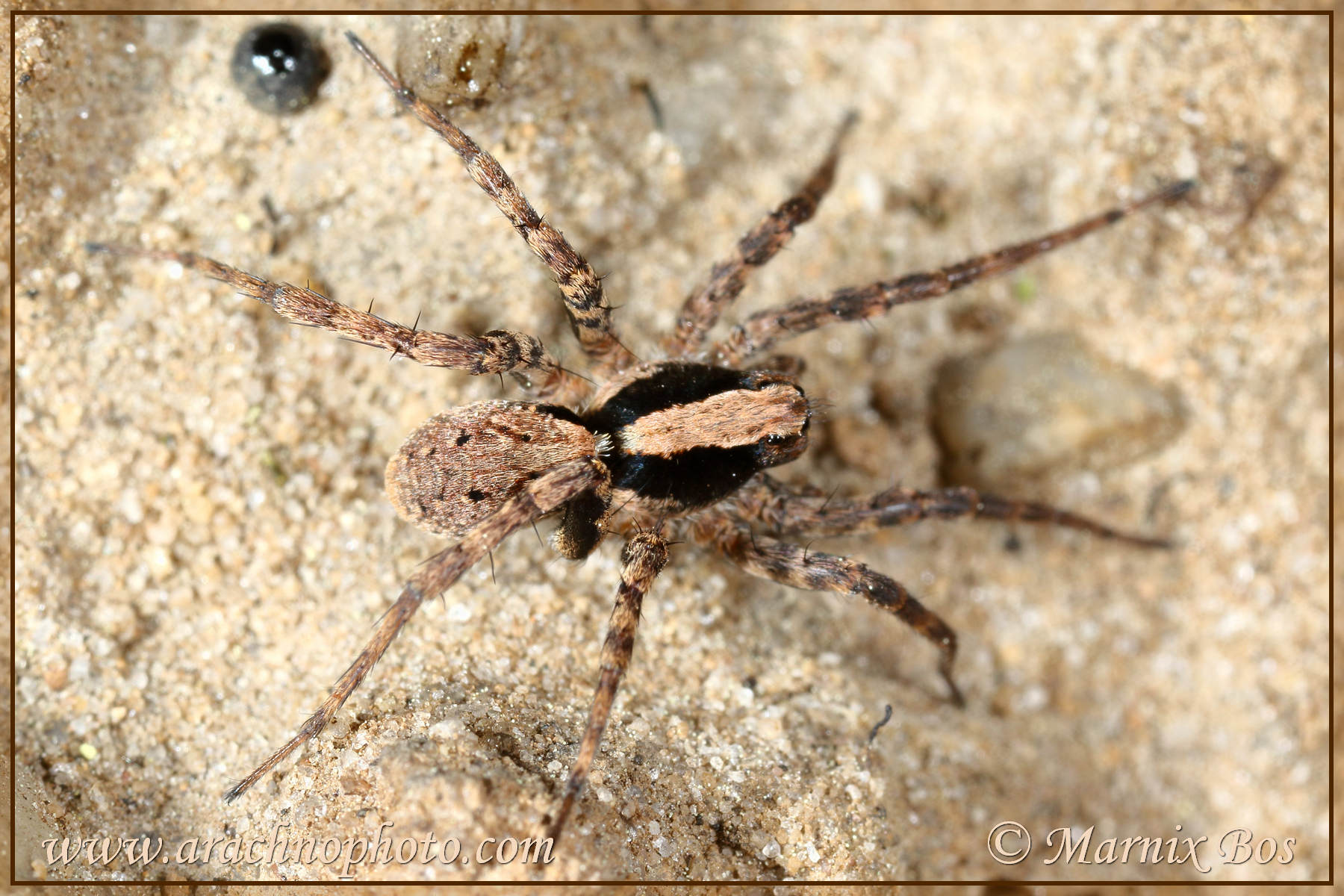 Female