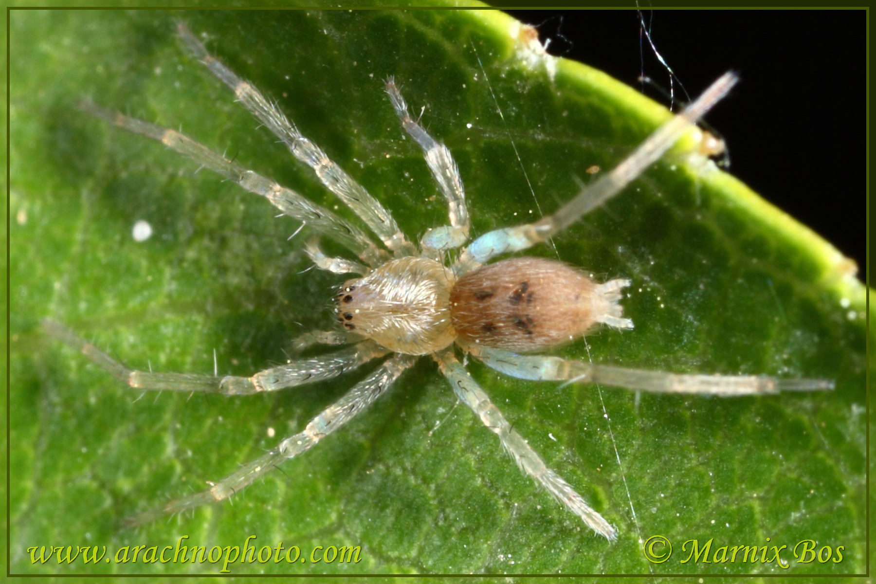 Subadult vrouwtje