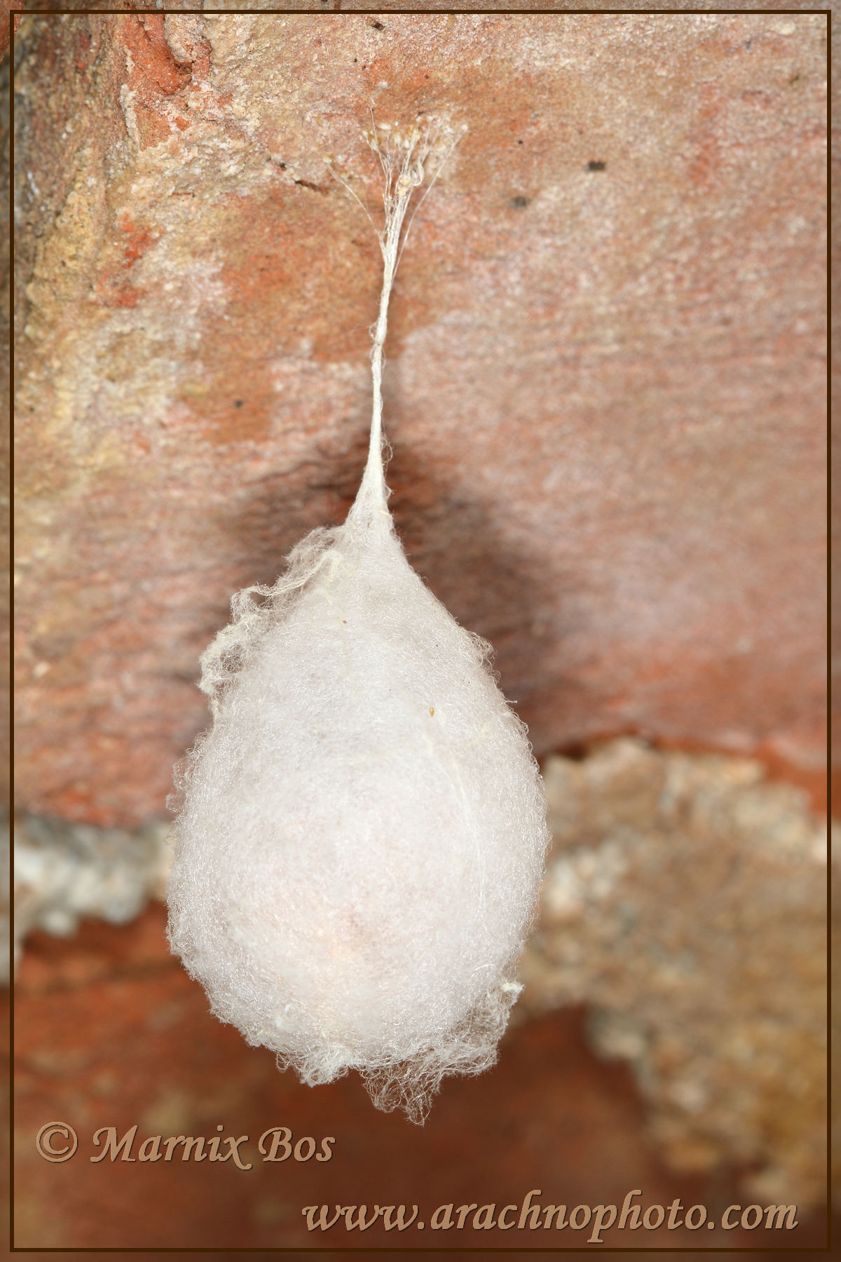 Eggsac