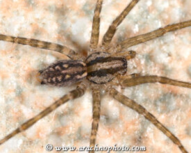 Agelenidae on ArachnoPhoto.com, by Marnix Bos and Mari&euml;lle van Dam