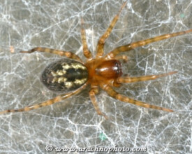 Amaurobiidae on ArachnoPhoto.com, by Marnix Bos and Mari&euml;lle van Dam