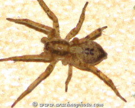 Spider family Anyphaenidae on ArachnoPhoto.com, by Marnix Bos and Mari&euml;lle van Dam