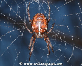 Spider family Araneidae on ArachnoPhoto.com, by Marnix Bos and Mari&euml;lle van Dam