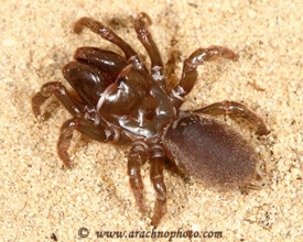 Atypidae