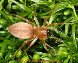 Clubionidae