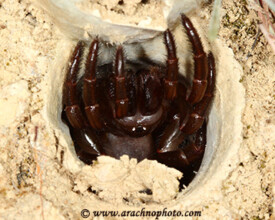 Ctenizidae