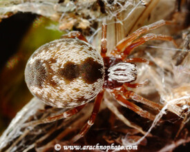 Dictynidae