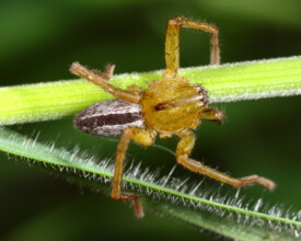 Spider family Sparassidae