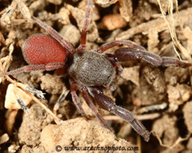 Spider family Palpimanidae