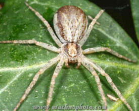 Spider family Philodromidae