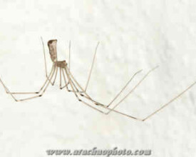 Spider family Pholcidae