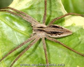 Spider family Pisauridae