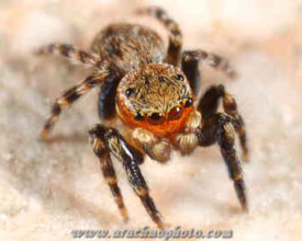 Spider family Salticidae