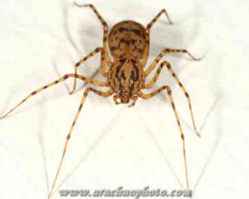 Spider family Scytodidae