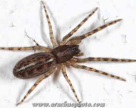 Spider family Segestriidae