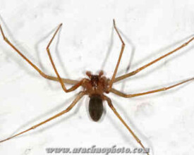 Spider family Sicariidae