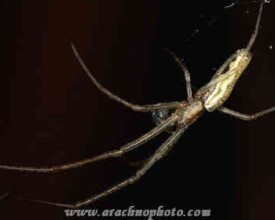 Spider family Tetragnathidae