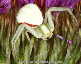Spider family Thomisidae