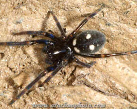 Spider family Titanoecidae