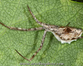 Spider family Uloboridae