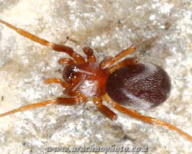 Spider family Zodariidae
