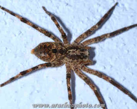 Spider family Zoropsidae