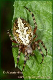 Genus <em>Aculepeira</em>