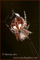 Genus <em>Agalenatea</em>