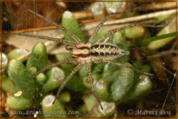 Genus <em>Agelena</em>