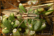 Genus <em>Agelena</em>